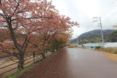 Spring Morning Beneath the Sakura Trees in Japan Stock Photos