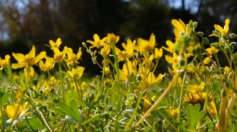 Spring Morning Stock Footage 11013974