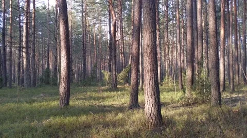 Spring morning in a forest. Stock Footage 154131475