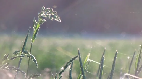 Spring morning on meadow in full HD Stock-Footage 53496972