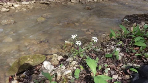 Spring, morning in the nature park, the first flowers on the banks of the river Stock Footage 274044737