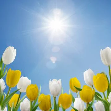 Spring Morning Stock Photos