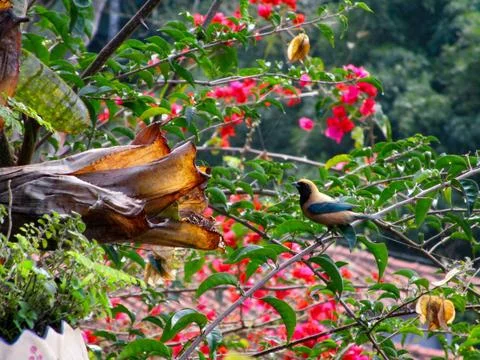 Spring morning Foto stock