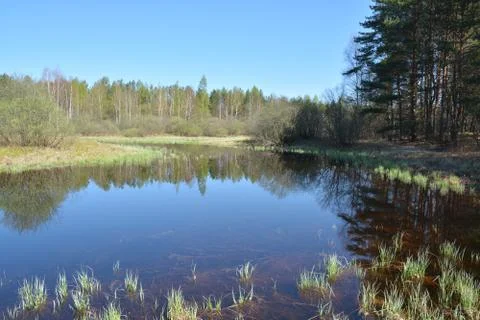 Spring. Morning on the river. Stock Photos