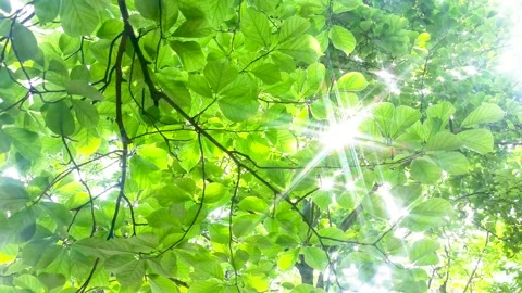 Spring morning. The sun passed through the woods. Vídeo Stock 156160026