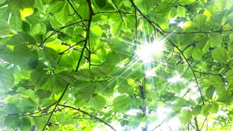 Spring morning. The sun passed through the woods. Stock Footage 156160042