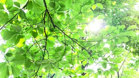 Spring morning. The sun passed through the woods. Vídeo Stock 156160155