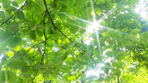 Spring morning. The sun passed through the woods. Stock Footage 156160158