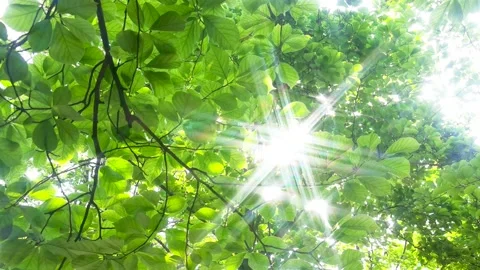 Spring morning. The sun passed through the woods. Stock Footage 156160206
