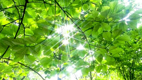 Spring morning. The sun passed through the woods. Stock Footage 156160318