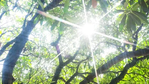 Spring morning. The sun passed through the woods. Vídeo Stock 156160461