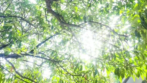 Spring morning. The sun passed through the woods. Stock Footage 156160581