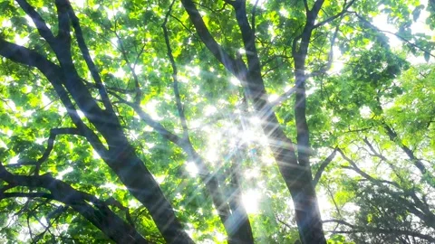 Spring morning. The sun passed through the woods. Stock Footage 156160628