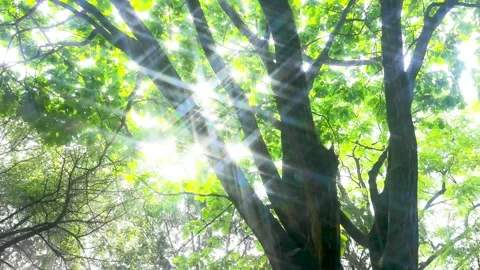 Spring morning. The sun passed through the woods. Stock Footage 156160641