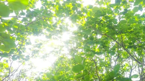 Spring morning. The sun passed through the woods. Stock Footage 156160665