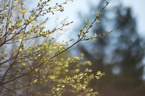 Spring Morning Sunlight on Budding Tree Branches in a Blurred Forest Backgrou Stock Photos