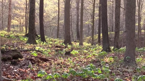 Spring morning sunlight on forest floor nature scenic Stock Footage 50054364