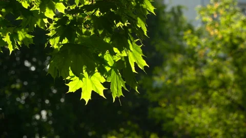 Spring morning sunlight through maple leaves Stock Footage 89707150