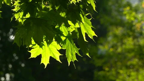 Spring morning sunlight through maple leaves Stock Footage 89707191