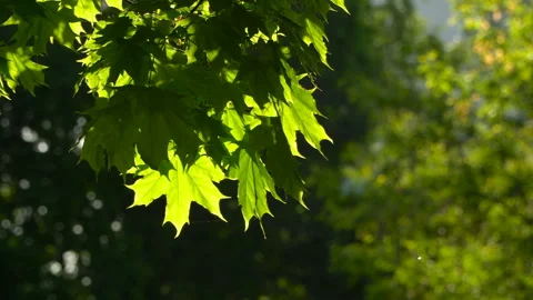 Spring morning sunlight through maple leaves Stock Footage 89707203