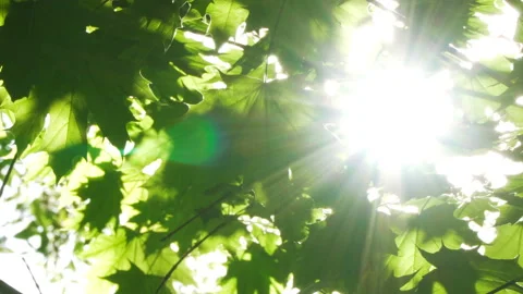 Spring morning sunlight through maple leaves Stock Footage 89707229
