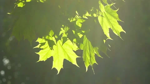 Spring morning sunlight through maple leaves Stock Footage 89707233