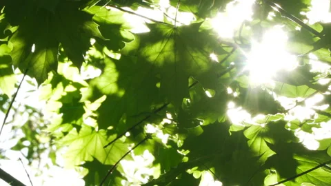 Spring morning sunlight through maple leaves Stock Footage 89707234