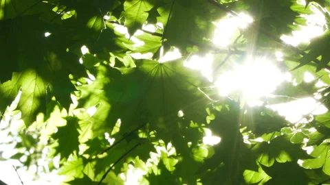 Spring morning sunlight through maple leaves Stock Footage 89707247