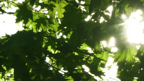 Spring morning sunlight through maple leaves Stock Footage 89707268