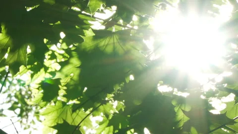 Spring morning sunlight through maple leaves Stock Footage 89707269