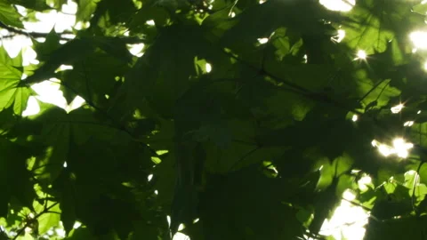 Spring morning sunlight through maple leaves Stock Footage 89707296