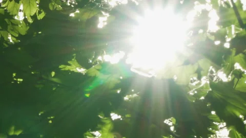 Spring morning sunlight through maple leaves Stock Footage 89707300