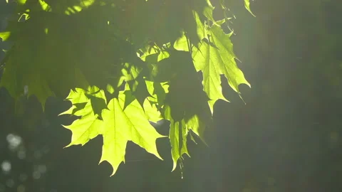 Spring morning sunlight through maple leaves Stock Footage 89707350