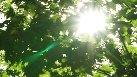Spring morning sunlight through maple leaves Stock Footage 89707376
