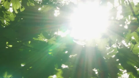 Spring morning sunlight through maple leaves Stock Footage 89707392