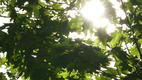 Spring morning sunlight through maple leaves 스톡 동영상 89707406