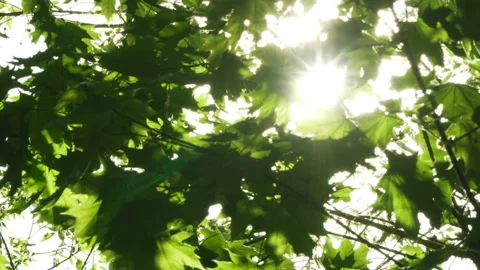Spring morning sunlight through maple leaves Stock Footage 89707407