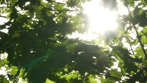 Spring morning sunlight through maple leaves Stock Footage 89707411