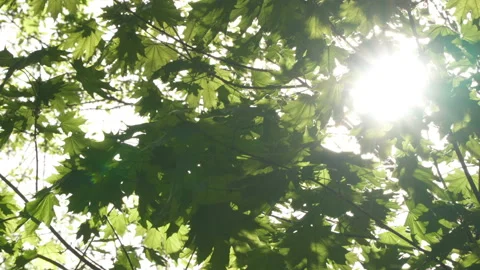 Spring morning sunlight through maple leaves Stock Footage 89707444