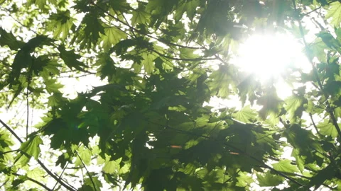 Spring morning sunlight through maple leaves Stock Footage 89707447