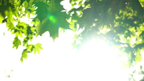 Spring morning sunlight through maple leaves Stock Footage 89943796