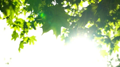 Spring morning sunlight through maple leaves Stock Footage 89943910