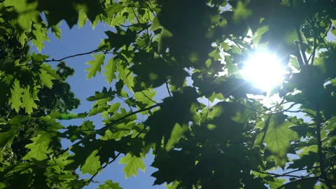 Spring morning sunlight through maple leaves Stock Footage 90669597
