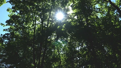 Spring morning sunlight through maple leaves Stock Footage 90670143