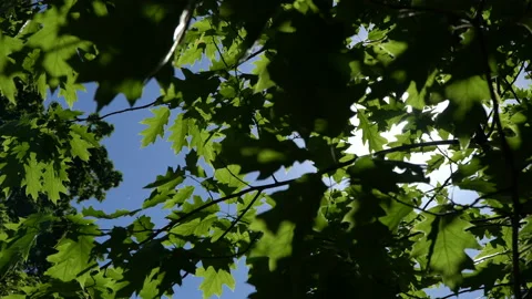 Spring morning sunlight through maple leaves Stock Footage 90725128