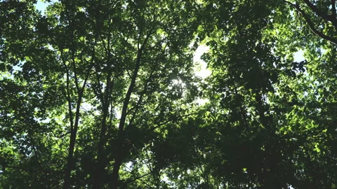 Spring morning sunlight through maple leaves Stock Footage 90725202