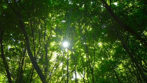 Spring morning sunlight through maple leaves Stock Footage 108581939