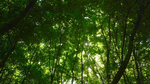 Spring morning sunlight through maple leaves Stock Footage 108582021