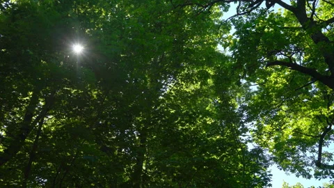 Spring morning sunlight through maple leaves Stock Footage 108583008