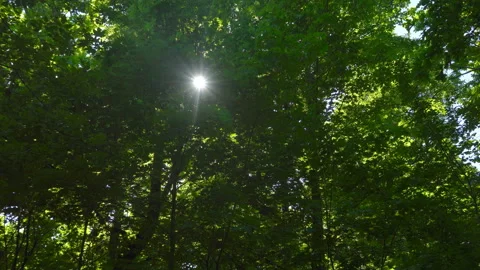 Spring morning sunlight through maple leaves Stock Footage 108583024